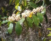 prunus caroliniana r.jpg